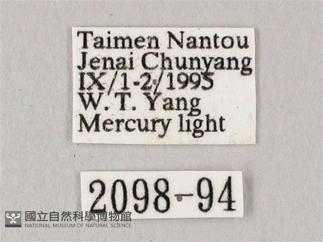 白點天蛾 藏品圖，第3張