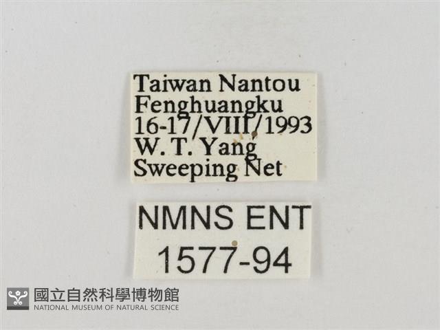 隱紋穀弄蝶藏品圖，第3張