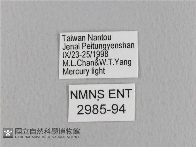 青枯葉蛾藏品圖，第3張