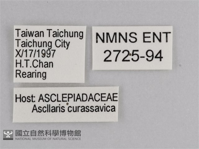 樺斑蝶藏品圖，第3張