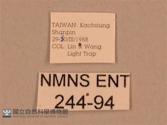 背線天蛾藏品圖，第3張