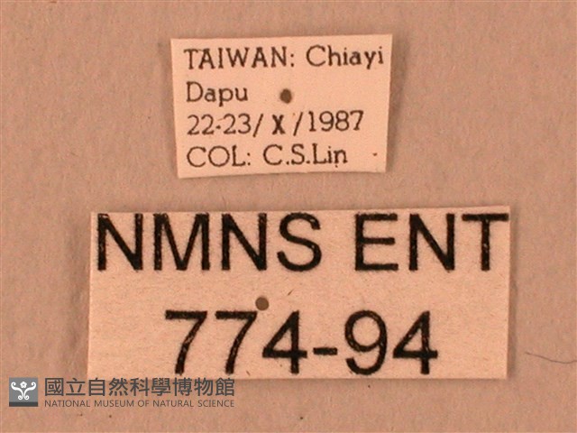 波紋豆天蛾藏品圖，第3張