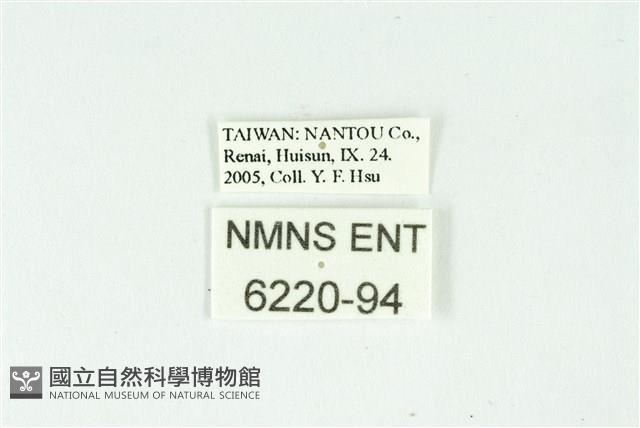 弧弄蝶藏品圖，第3張