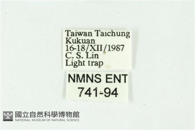 白斑散紋夜蛾藏品圖，第3張