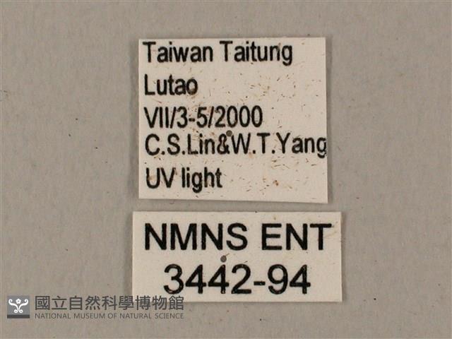 姬缺角天蛾藏品圖，第3張