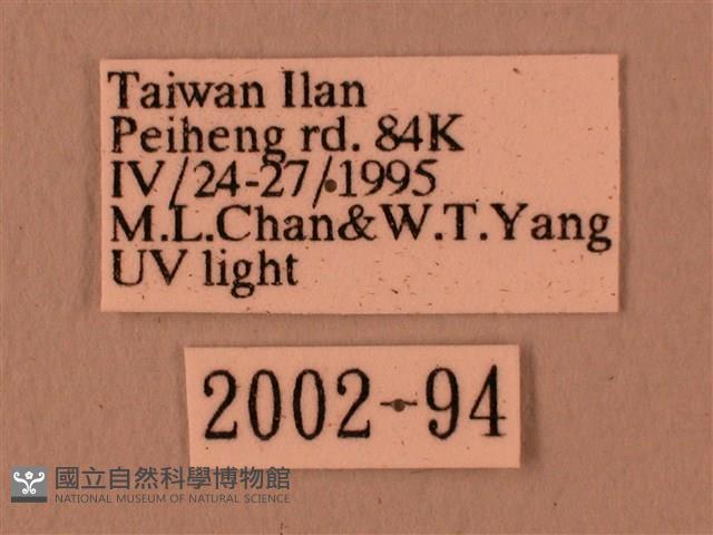 赭色斜帶天蛾藏品圖，第3張