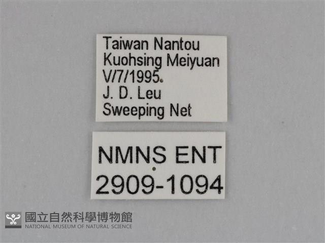 豔粉蝶藏品圖，第3張