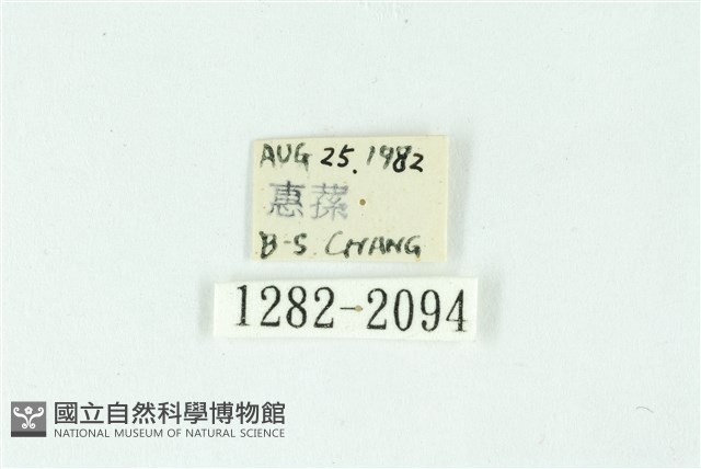 三條橙燈蛾藏品圖，第3張