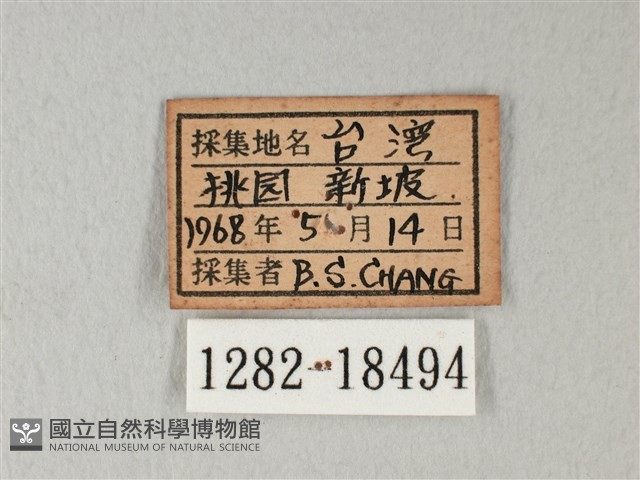 白粉蝶、紋白蝶藏品圖，第3張