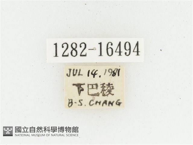 黃肩長腳花金龜藏品圖，第2張