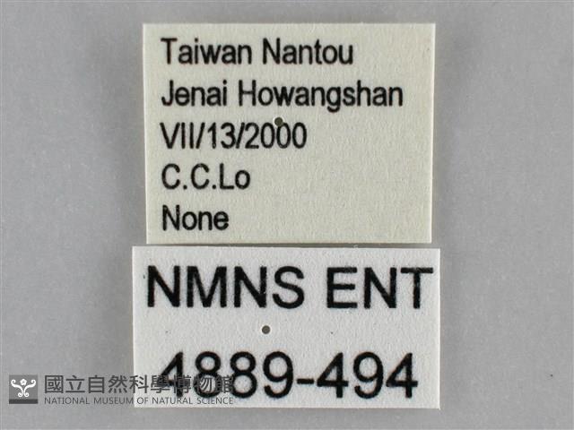 三角凹緣天蛾藏品圖，第3張