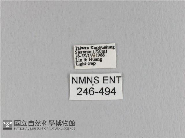 大褐斑枯葉蛾藏品圖，第3張