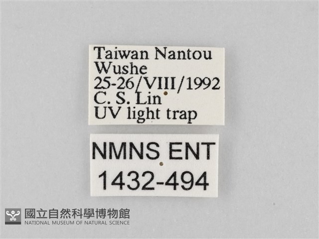 長斑擬燈蛾藏品圖，第3張
