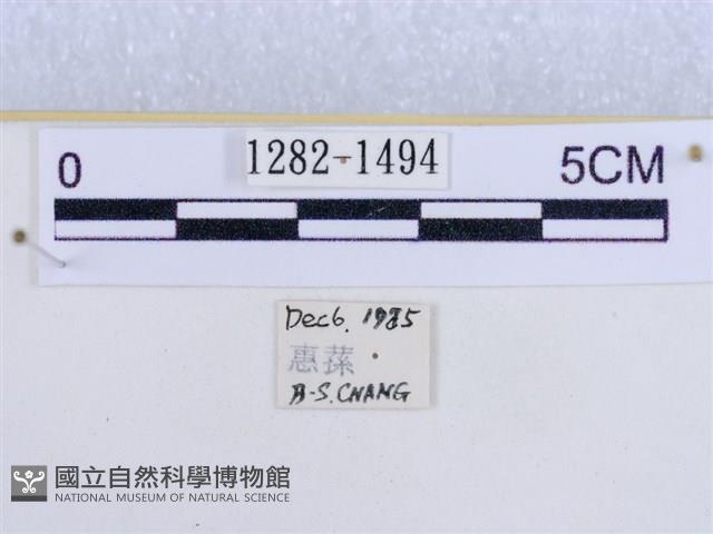 後凸蝶燈蛾藏品圖，第3張