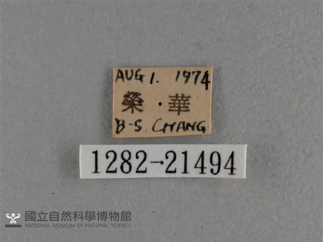 尖翅褐弄蝶藏品圖，第3張