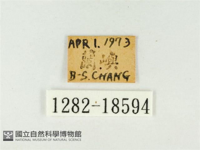 紫珈波灰蝶藏品圖，第3張