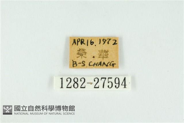 霓彩燕灰蝶藏品圖，第3張
