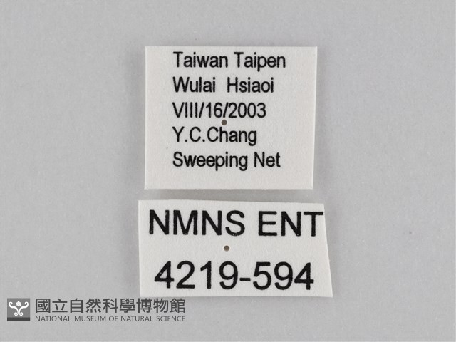 褐翅蔭眼蝶藏品圖，第3張