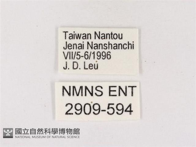 嫵琉灰蝶藏品圖，第3張