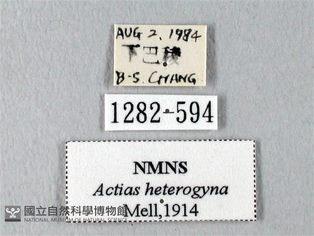 臺灣長尾水青蛾藏品圖，第3張