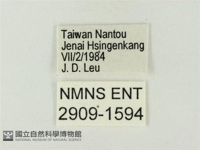 蔚青紫灰蝶藏品圖，第3張