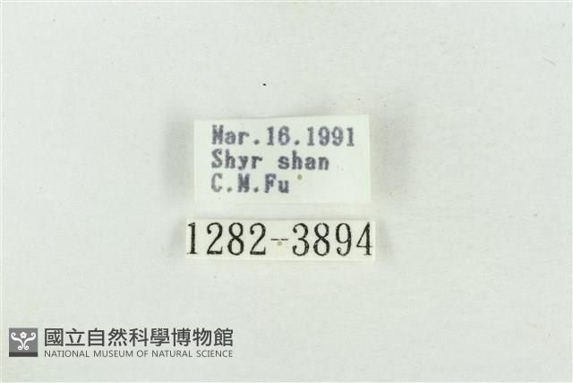 印華波紋蛾藏品圖，第3張