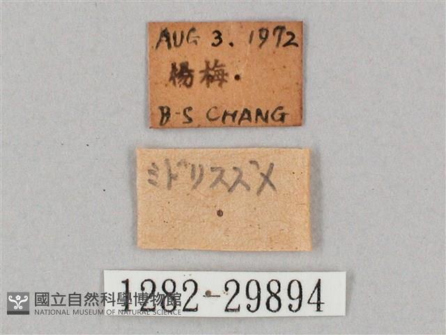 斜綠天蛾藏品圖，第3張