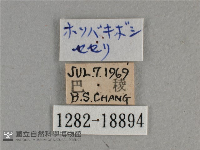 黃星弄蝶藏品圖，第3張