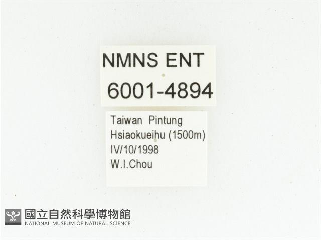 黑斑陷紋金龜藏品圖，第2張