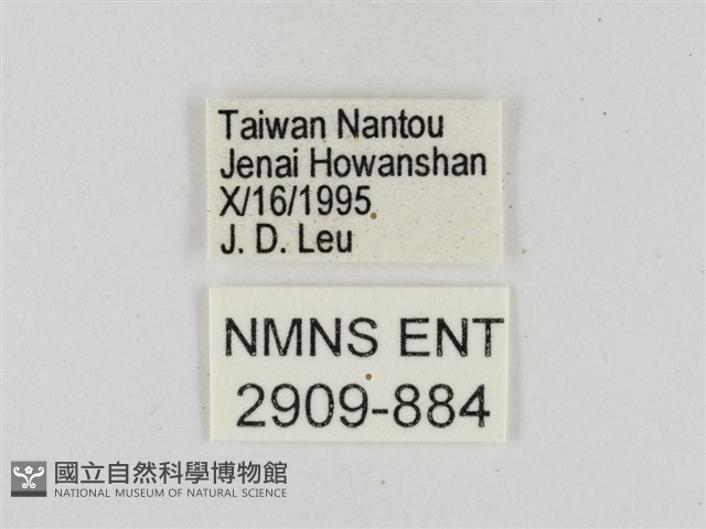 墨子黃斑弄蝶藏品圖，第3張
