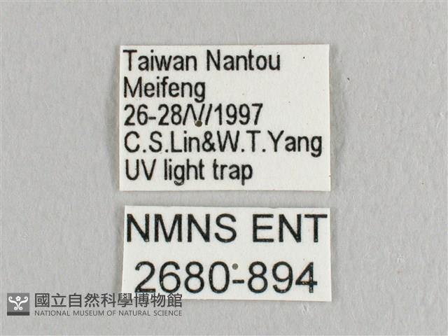 銀端帶鉤蛾藏品圖，第3張