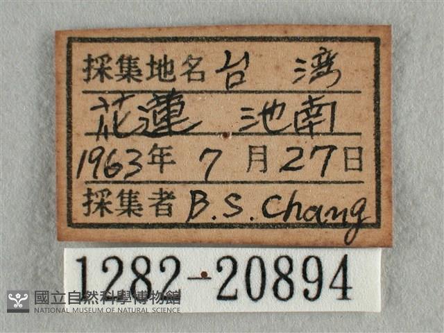 雅波灰蝶藏品圖，第3張