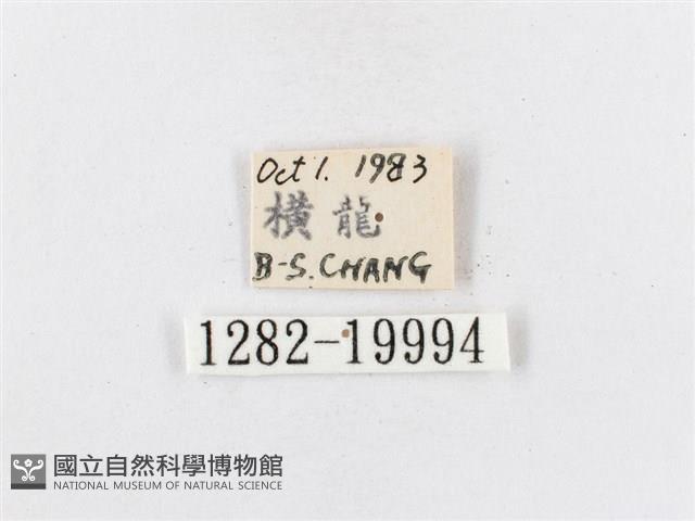 蓬萊茶斑蛾藏品圖，第3張