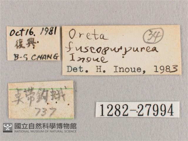 鉛斑帶鉤蛾藏品圖，第3張