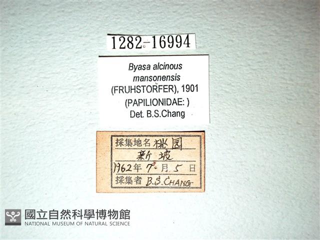麝鳳蝶藏品圖，第3張