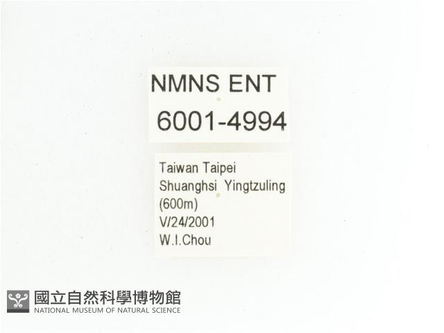 綠艷金龜藏品圖，第2張