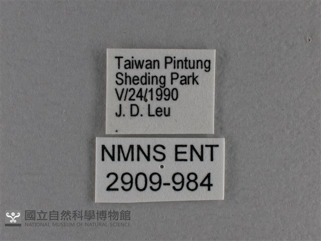 長紋黛眼蝶藏品圖，第3張