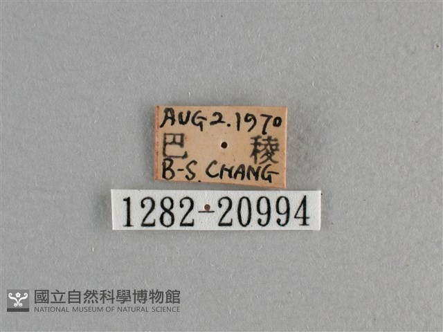 臺灣斑眼蝶藏品圖，第3張