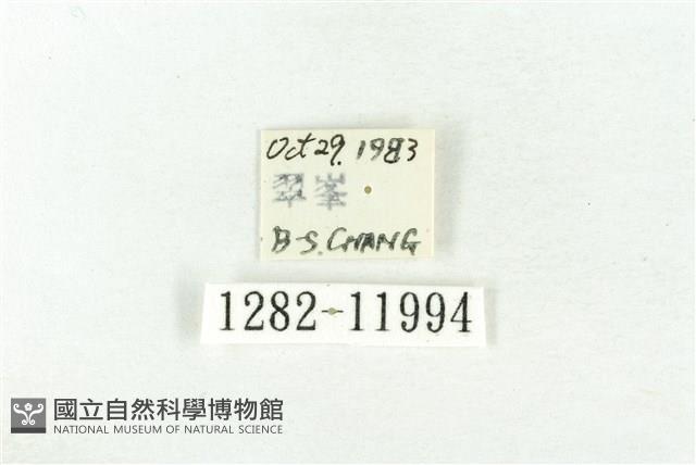 樹形尺蛾藏品圖，第3張