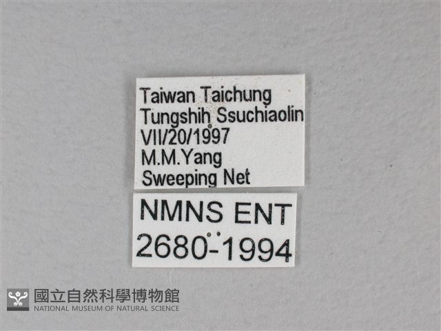 苧麻細蝶藏品圖，第3張