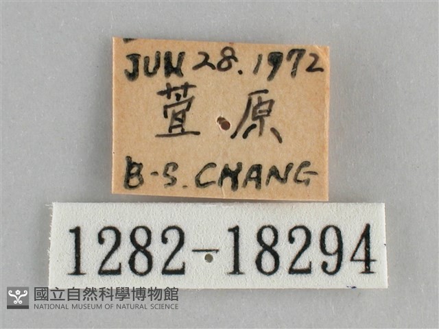 金鎧蛺蝶藏品圖，第3張