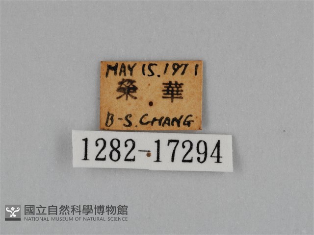 圓翅鉤粉蝶藏品圖，第3張