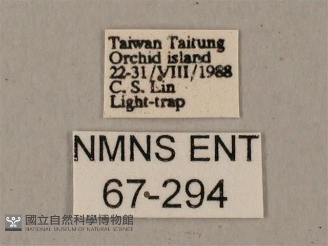 姬缺角天蛾藏品圖，第3張