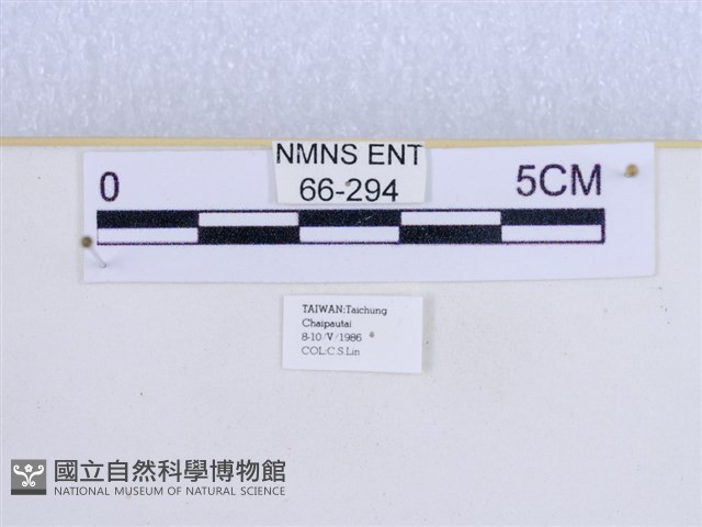 巨網燈蛾藏品圖，第3張