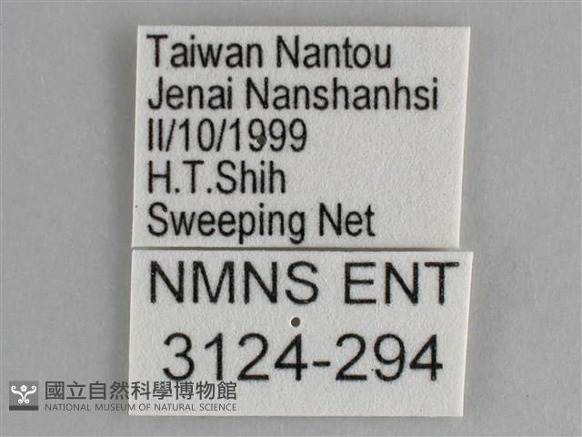 鋸粉蝶藏品圖，第3張