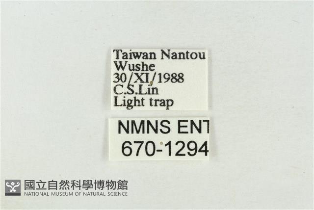 印華波紋蛾藏品圖，第3張