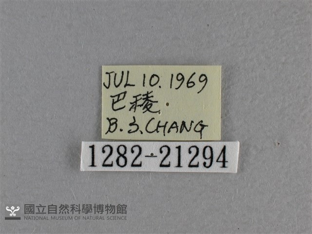 尖翅褐弄蝶藏品圖，第3張