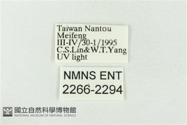 連珠波紋蛾藏品圖，第3張