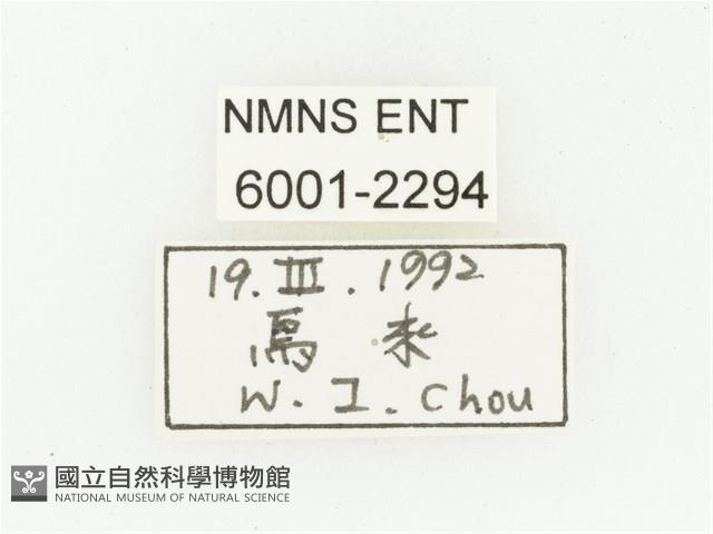 血紅虎斑花金龜藏品圖，第2張