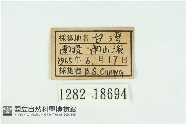 臺灣銀灰蝶藏品圖，第3張